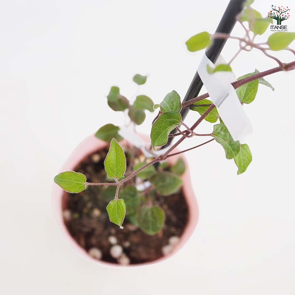 クレマチス ベロニカズチョイス 【花苗 4号／1個売り】｜ 【植物の