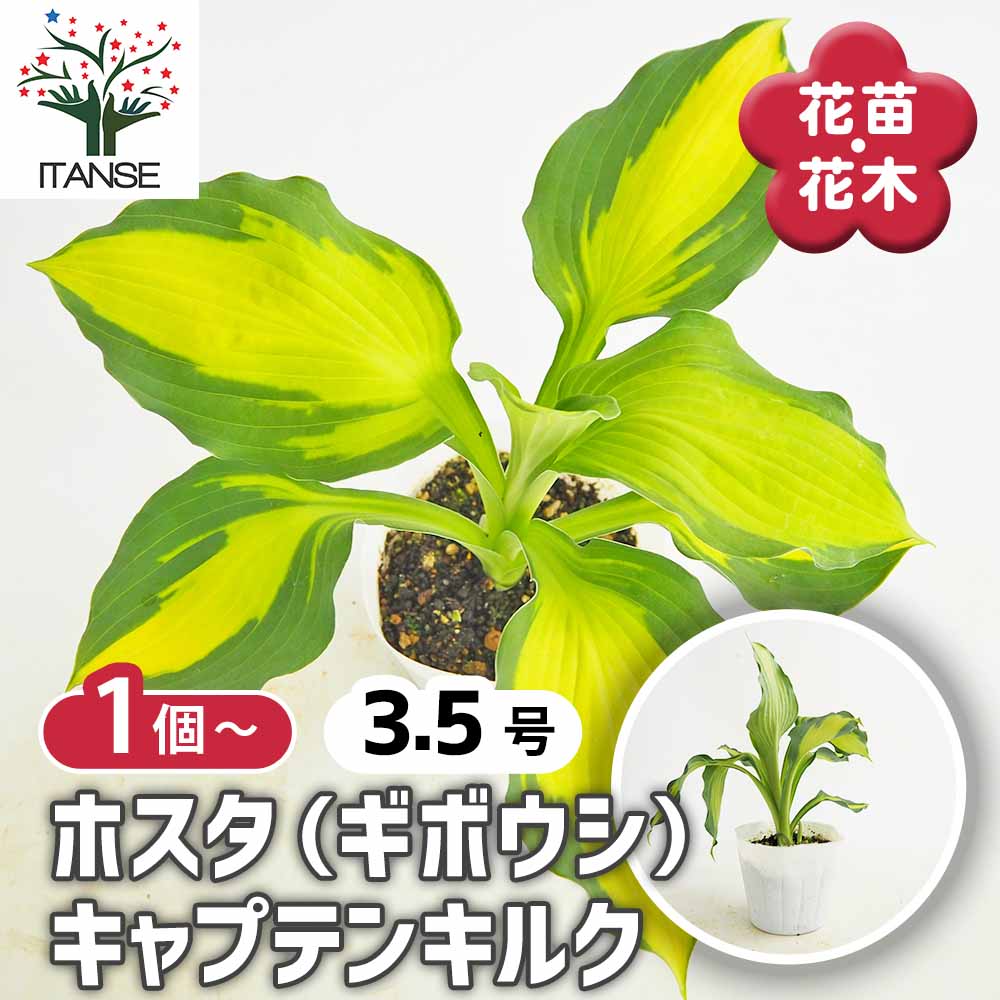ホスタ(ギボウシ) キャプテンキルク 【花苗 3.5号】