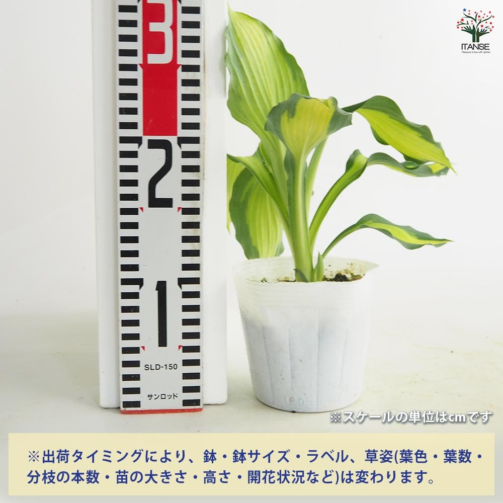 ホスタ(ギボウシ) キャプテンキルク 【花苗 3.5号】