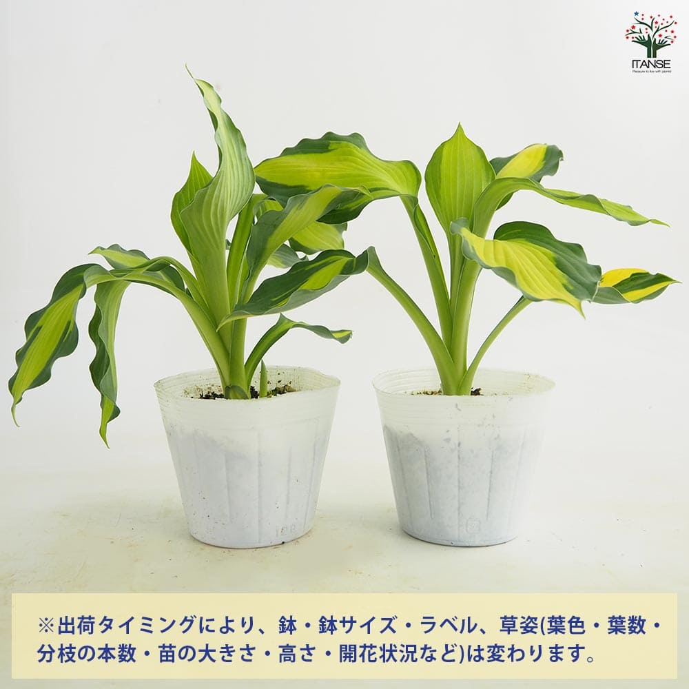 ホスタ(ギボウシ) キャプテンキルク 【花苗 3.5号】