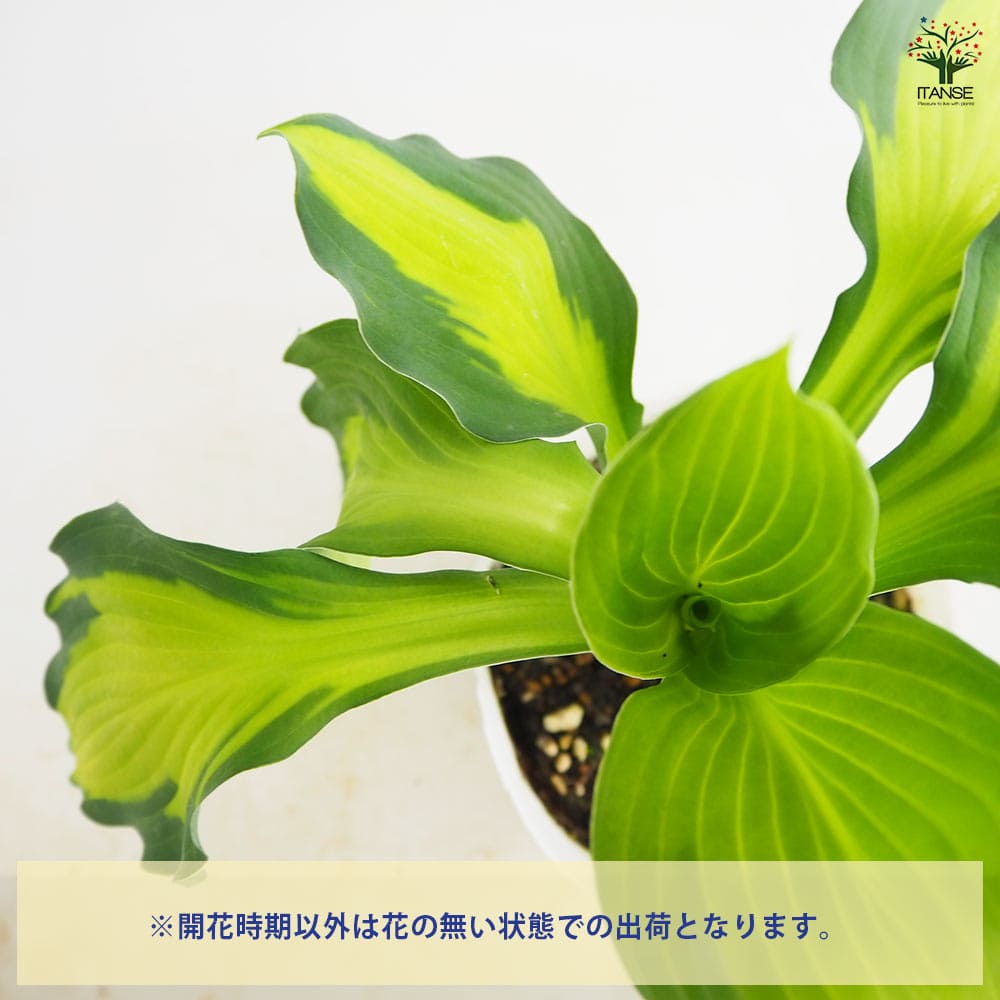 ホスタ(ギボウシ) キャプテンキルク 【花苗 3.5号】