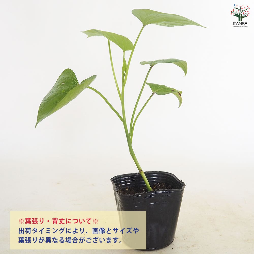 さつまいもの苗 ハロウィンスイート2個～ 【野菜の苗 3号】｜ 【植物の