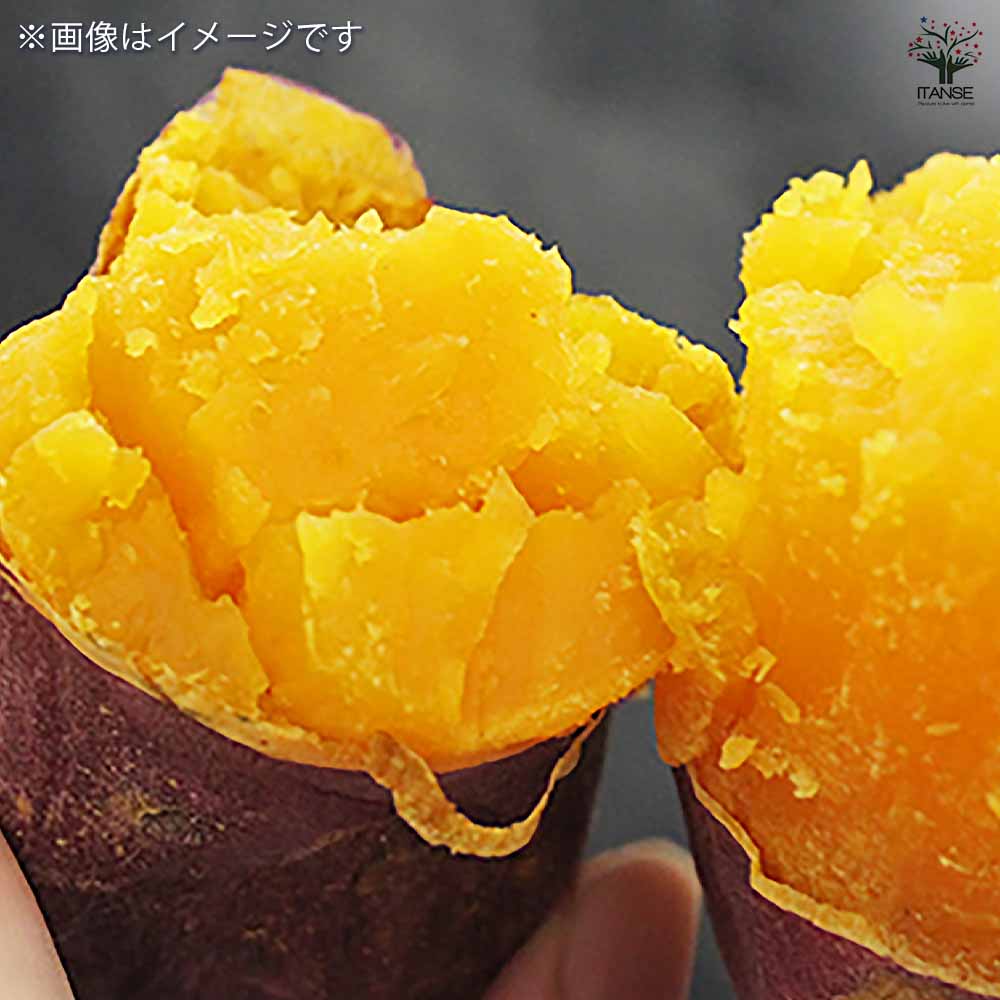 さつまいもの苗 ハロウィンスイート2個～ 【野菜の苗 3号】｜ 【植物の