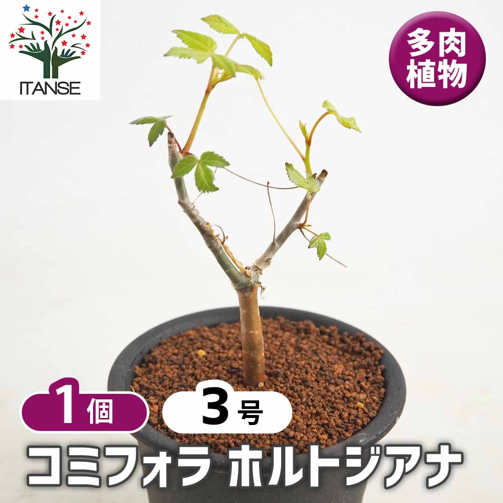 コミフォラ ホルトジアナ 【多肉植物 3号／1個売り】｜ 【植物の
