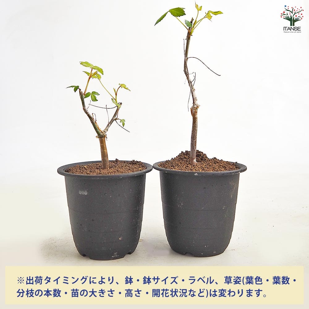 コミフォラ ホルトジアナ 【多肉植物 3号／1個売り】｜ 【植物の