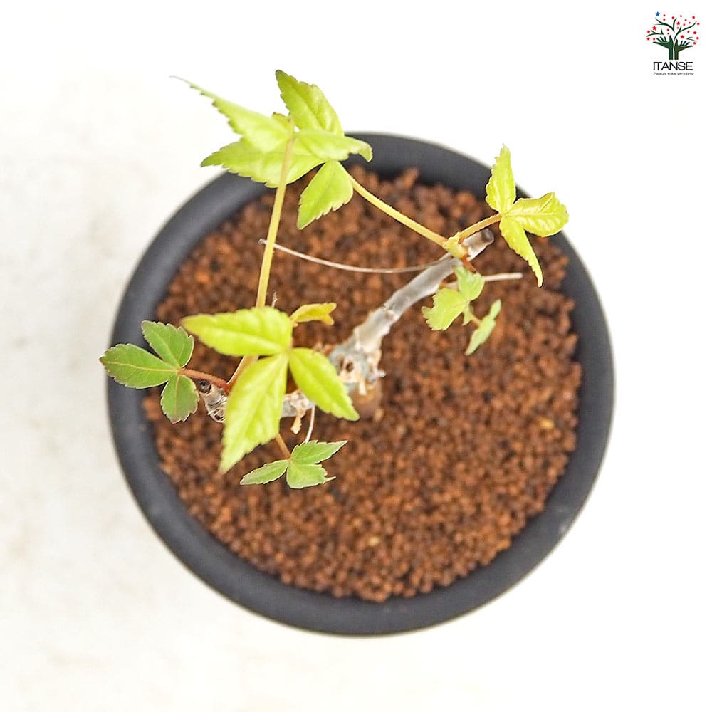 コミフォラ ホルトジアナ 【多肉植物 3号／1個売り】｜ 【植物の