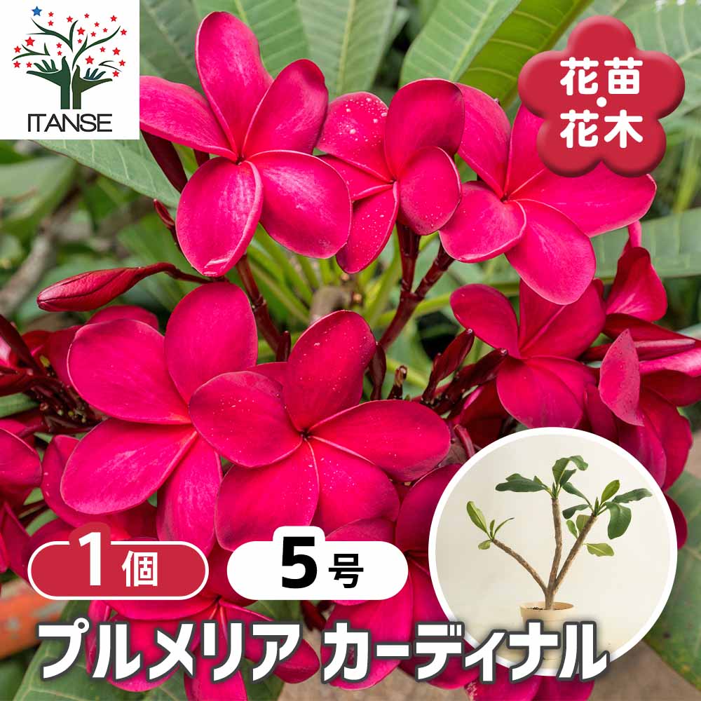 プルメリアの苗 カーディナル 【花木苗 5号／1個売り】｜ 【植物の