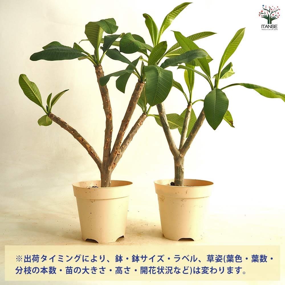 プルメリアの苗 カーディナル 【花木苗 5号／1個売り】｜ 【植物の