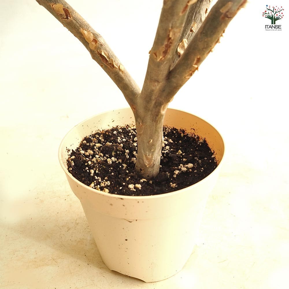 プルメリアの苗 カーディナル 【花木苗 5号／1個売り】｜ 【植物の