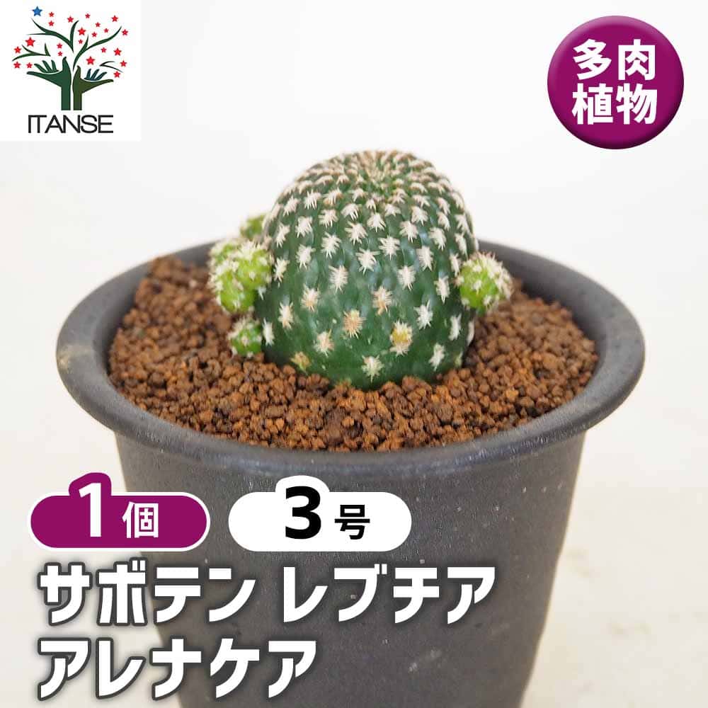 サボテン レブチア アレナケア 【多肉植物 3号／1個売り】｜ 【植物の