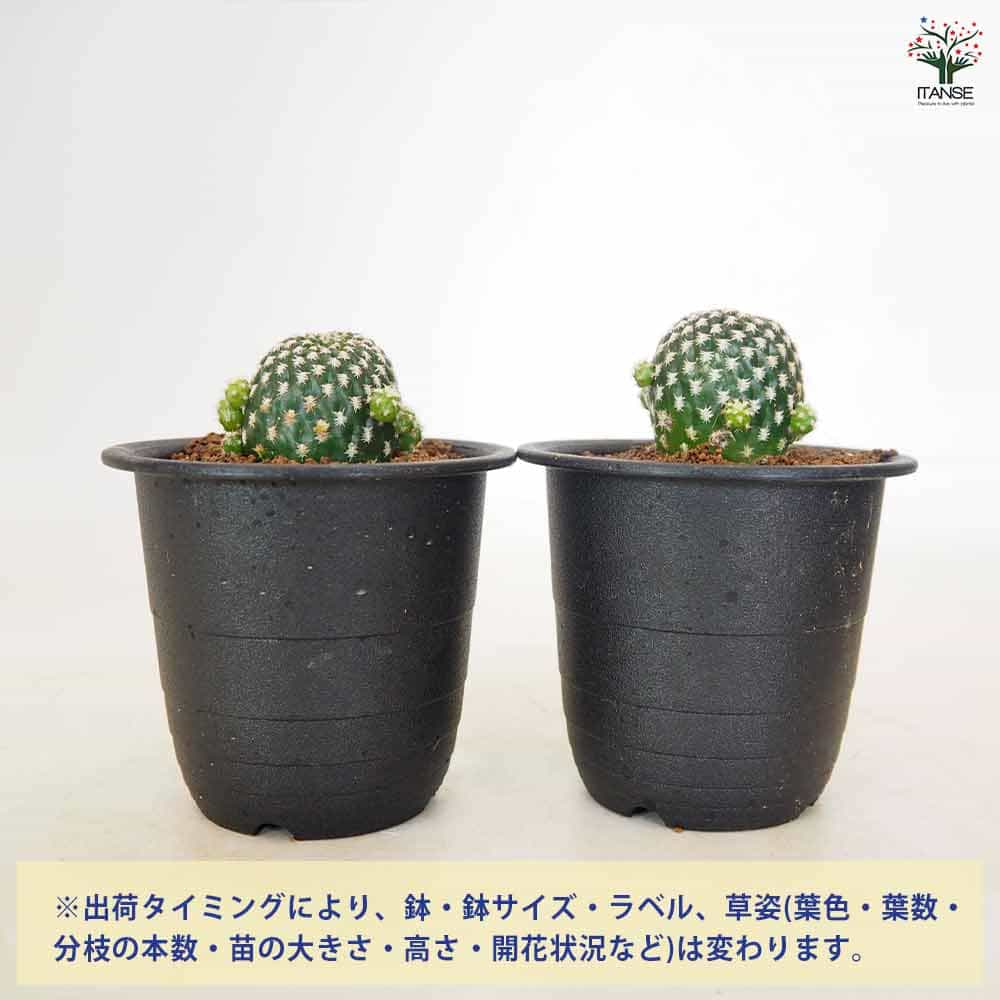 サボテン レブチア アレナケア 【多肉植物 3号／1個売り】｜ 【植物の