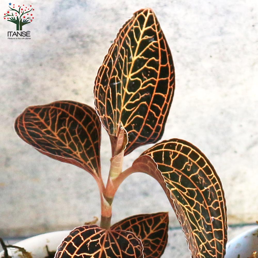 アネクトキルス 2品種セット セット内容:ロクスバーギー1個