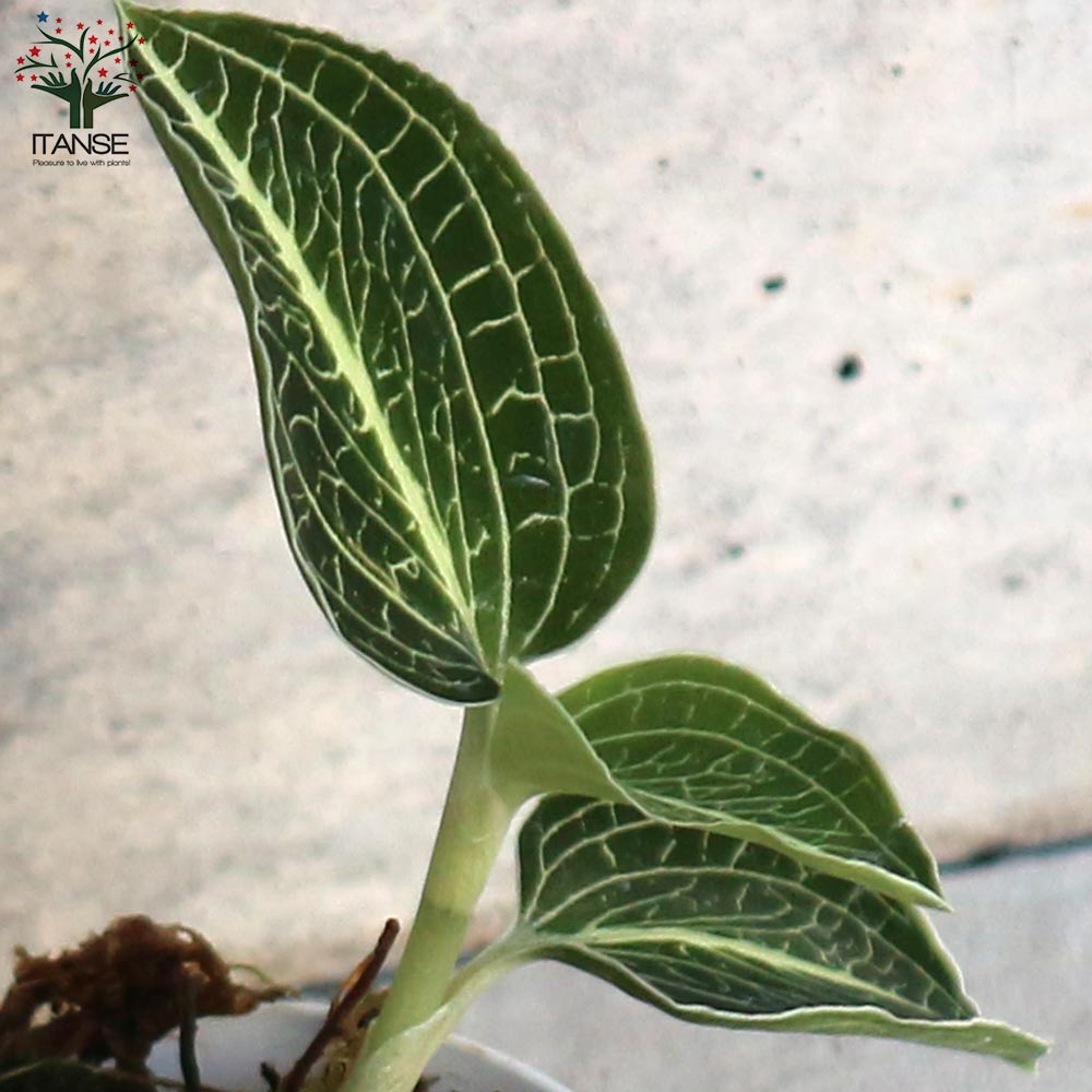 アネクトキルス 2品種セット セット内容:ロクスバーギー1個／アルボ