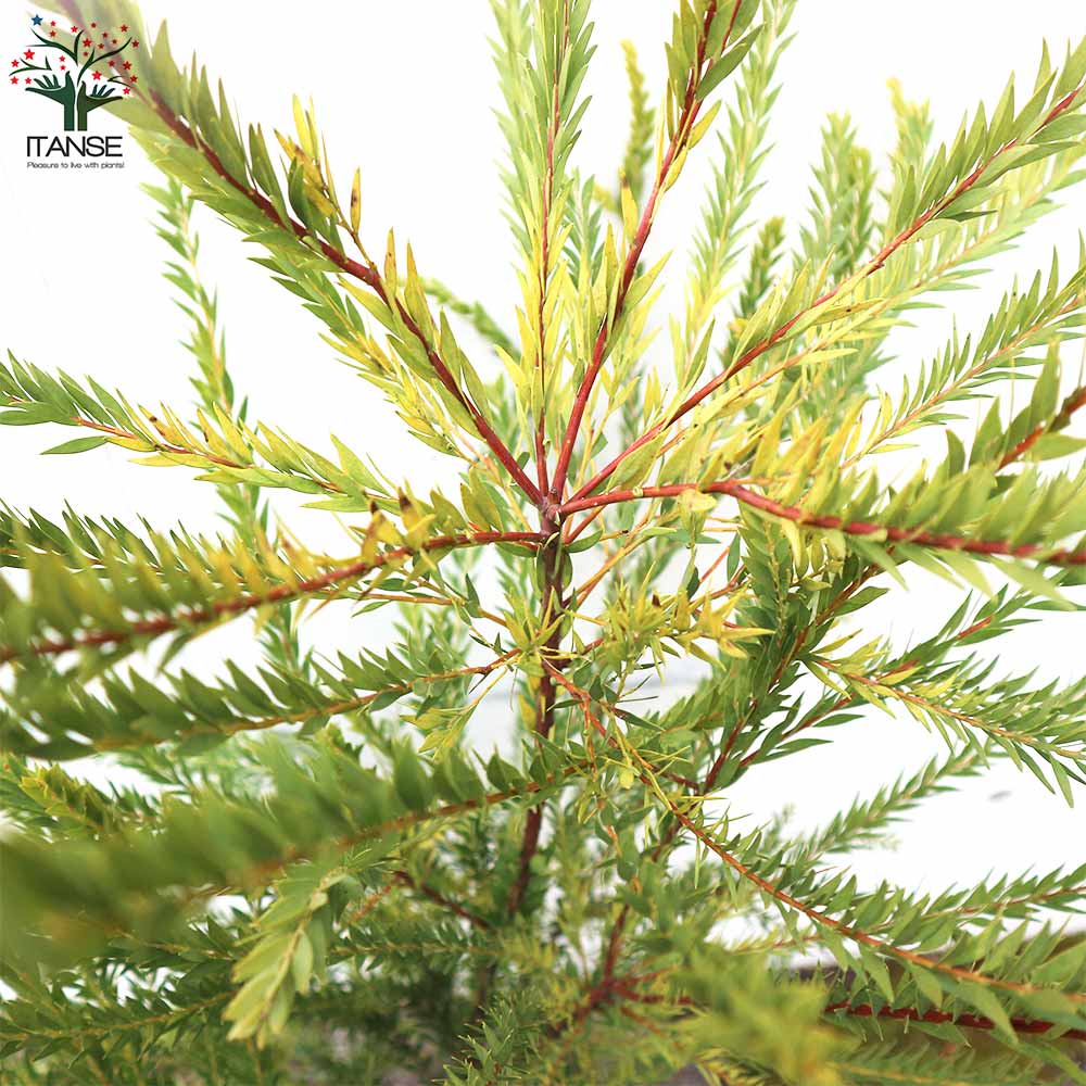 新品種アカシア「ゴールドチップ」7号鉢130cm大株