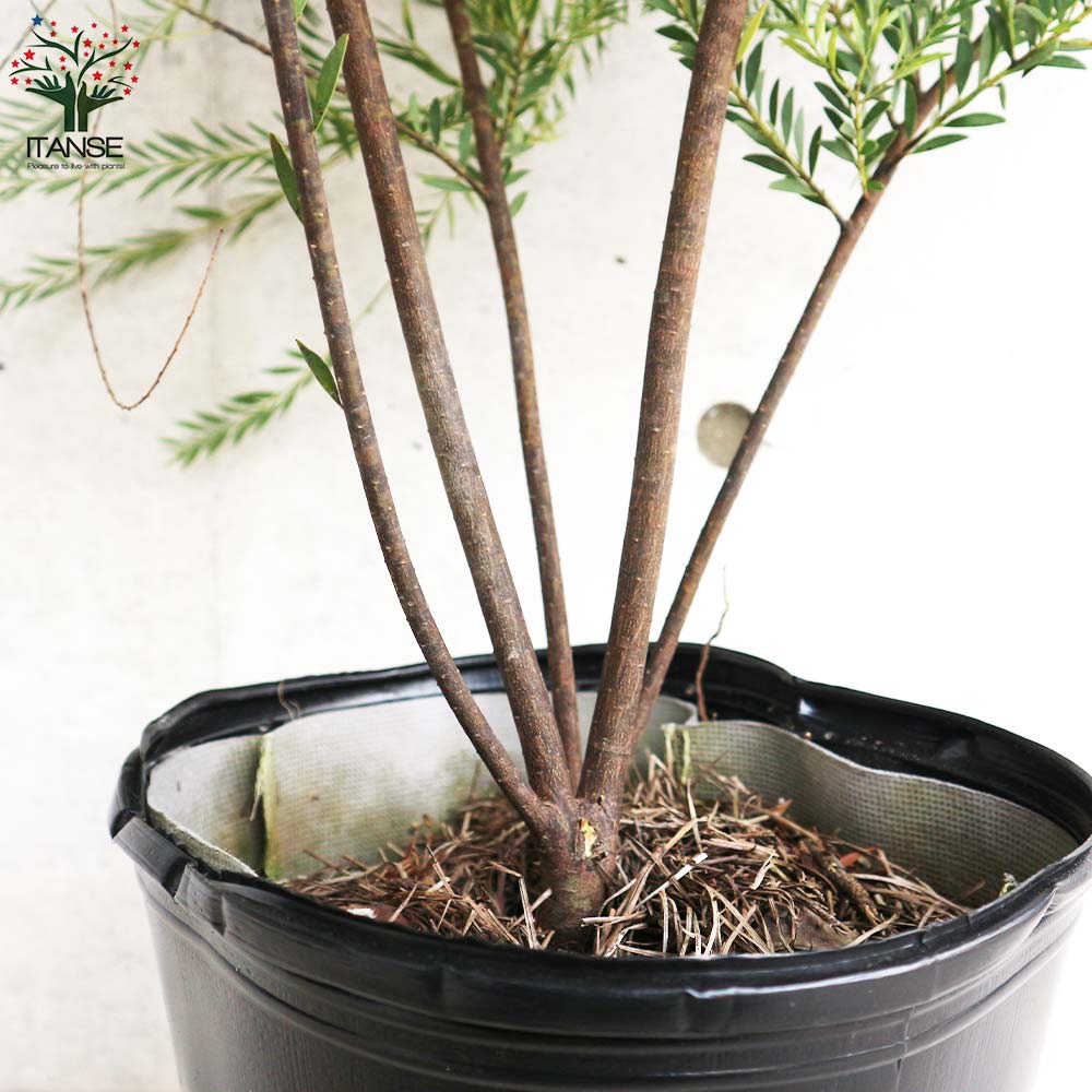 アカシア ゴールドチップ【花苗 9号ポット／1個売り】｜ 【植物