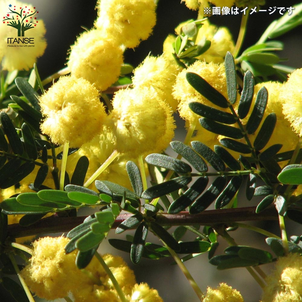 アカシア ゴールドチップ【花苗 9号ポット／1個売り】｜ 【植物の