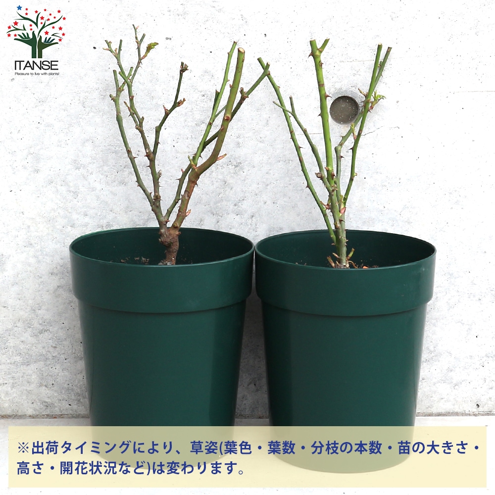薔薇苗 スターリー・スカイ 接木【花苗 6号鉢/1個売り】