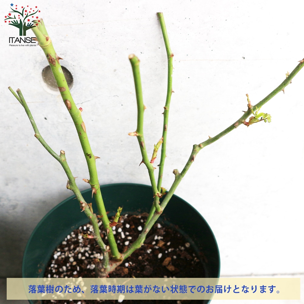 薔薇苗 スターリー・スカイ 接木【花苗 6号鉢/1個売り】
