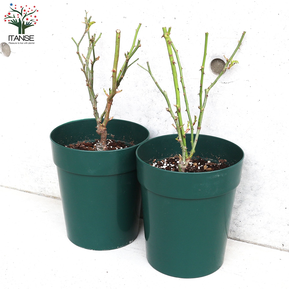 薔薇苗 スターリー・スカイ 接木【花苗 6号鉢/1個売り】