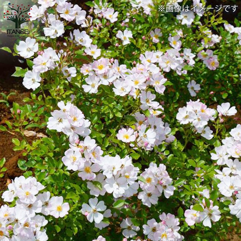 薔薇苗 スターリー・スカイ 接木【花苗 6号鉢/1個売り】