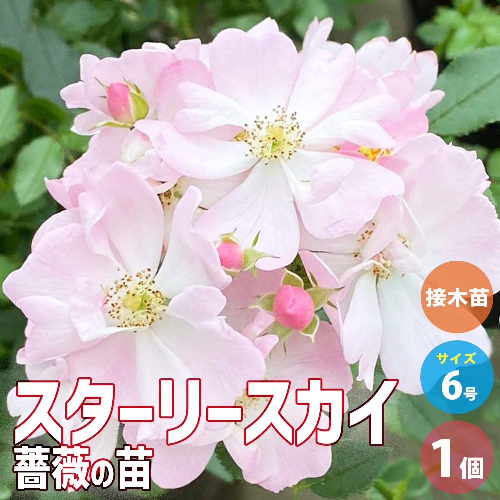 薔薇苗 スターリー・スカイ 接木【花苗 6号鉢/1個売り】