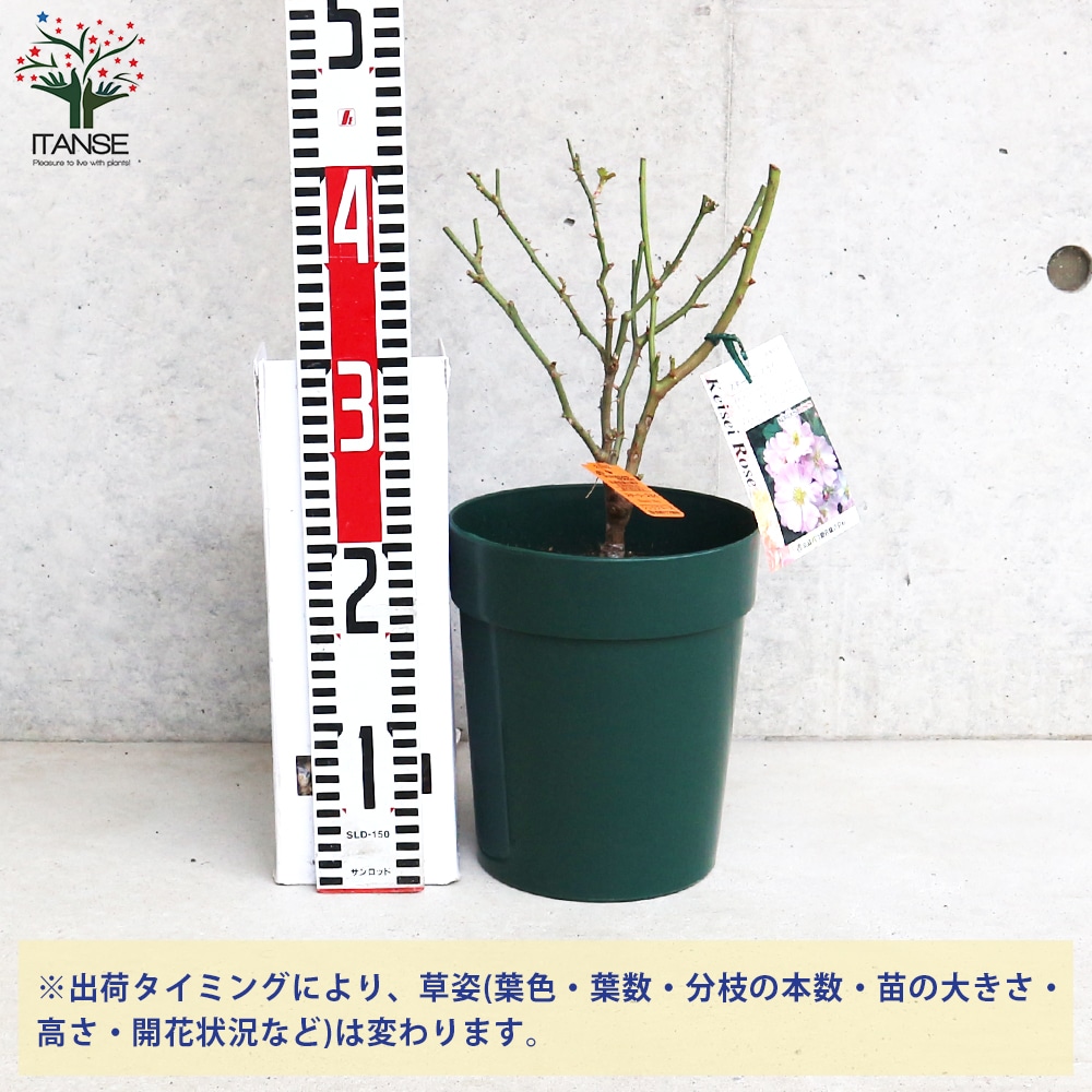 薔薇苗 スターリー・スカイ 接木【花苗 6号鉢/1個売り】