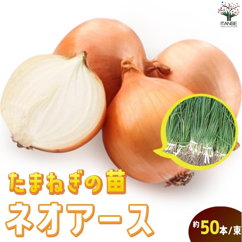 玉ねぎ抜き苗 品種：ネオ・アース(中晩生) 【野菜の苗 約50本／束】