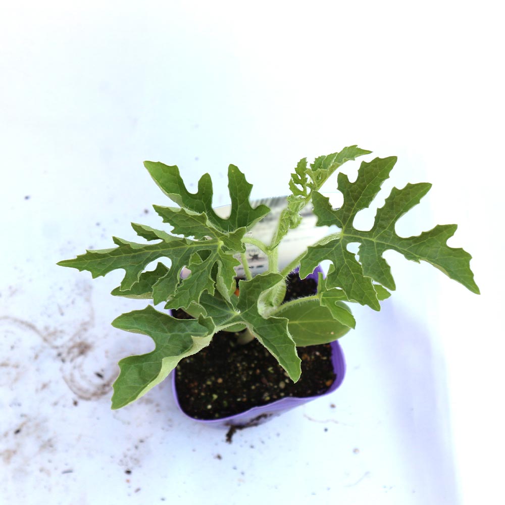 ブラックブッシュ スイカ苗2個～【自根苗9cmポット】