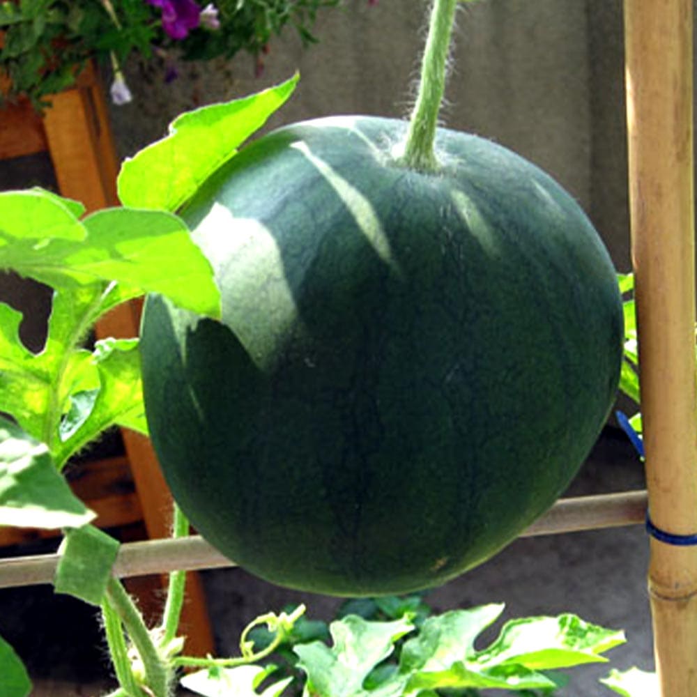 ブラックブッシュ スイカ苗2個～【自根苗9cmポット】