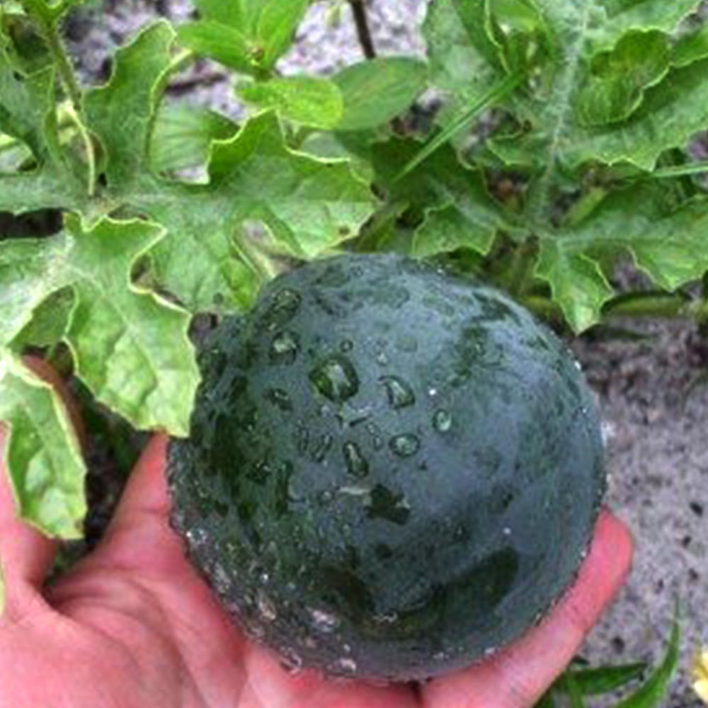 ブラックブッシュ スイカ苗2個～【自根苗9cmポット】