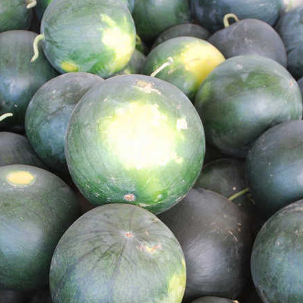 ブラックブッシュ スイカ苗2個～【自根苗9cmポット】