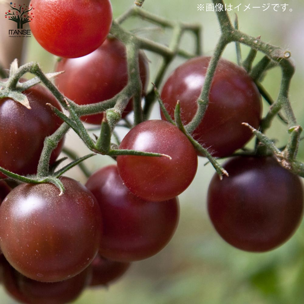 極甘ピッコラルージュ・ピッコラカナリア・トスカーナバイオレット各2個／合計6個セット ミニトマトの苗【10.5cmポット 自根苗】