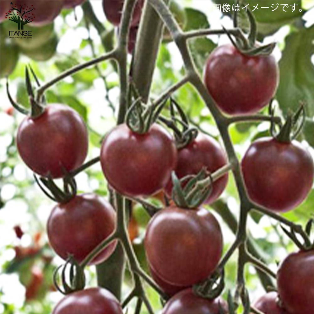 極甘ピッコラルージュ・ピッコラカナリア・トスカーナバイオレット各2個／合計6個セット ミニトマトの苗【10.5cmポット 自根苗】