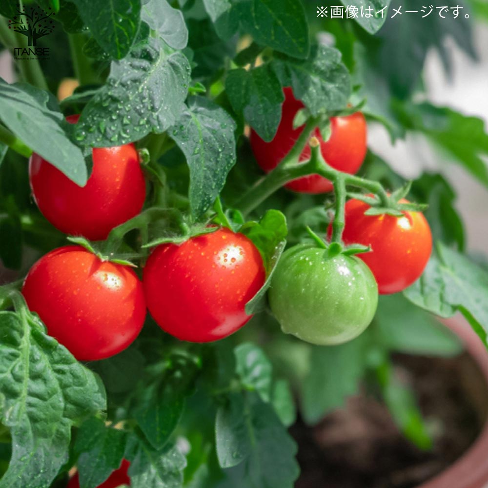 極甘ピッコラルージュ・ピッコラカナリア・トスカーナバイオレット各2個／合計6個セット ミニトマトの苗【10.5cmポット 自根苗】
