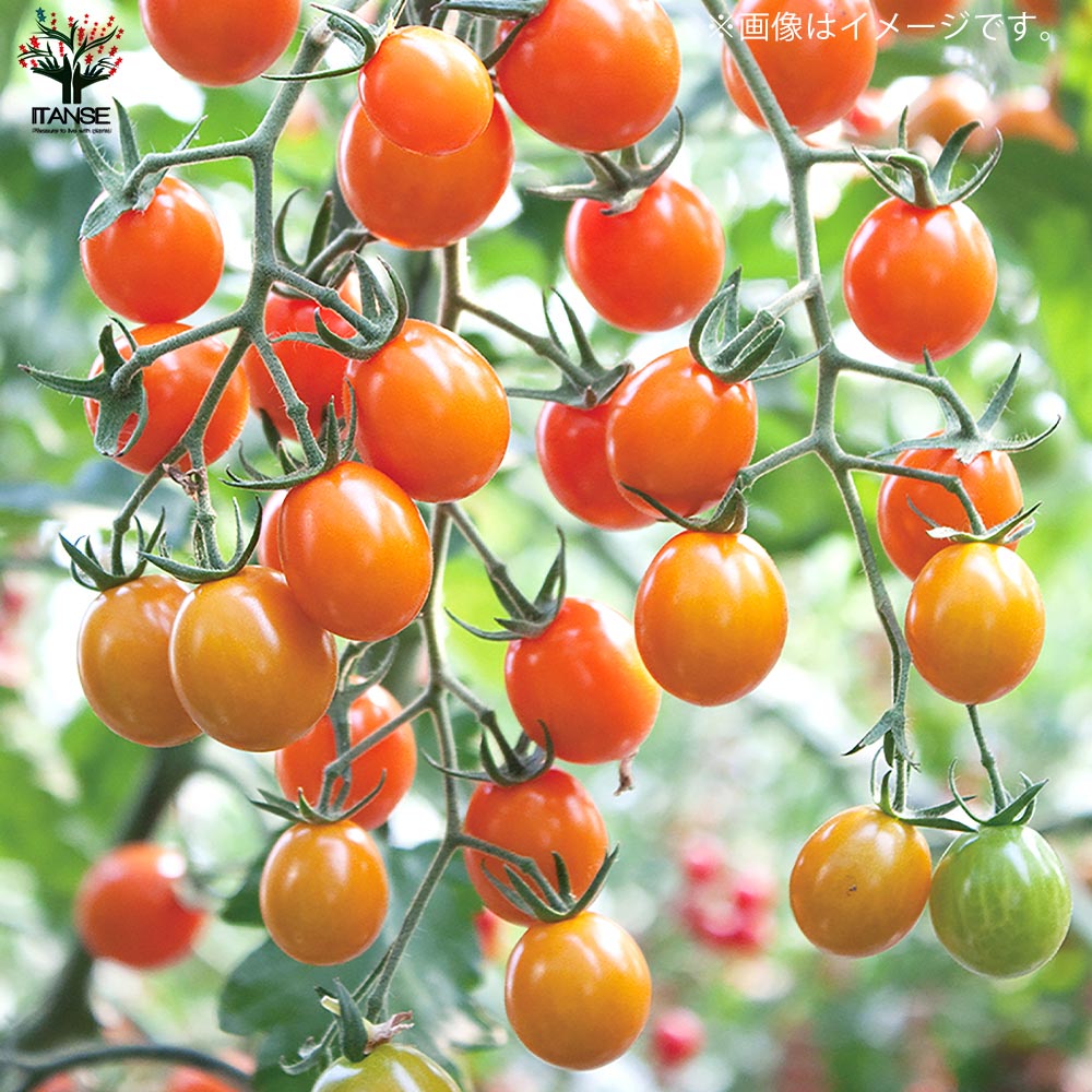 極甘ピッコラルージュ・ピッコラカナリア・トスカーナバイオレット各2個／合計6個セット ミニトマトの苗【10.5cmポット 自根苗】