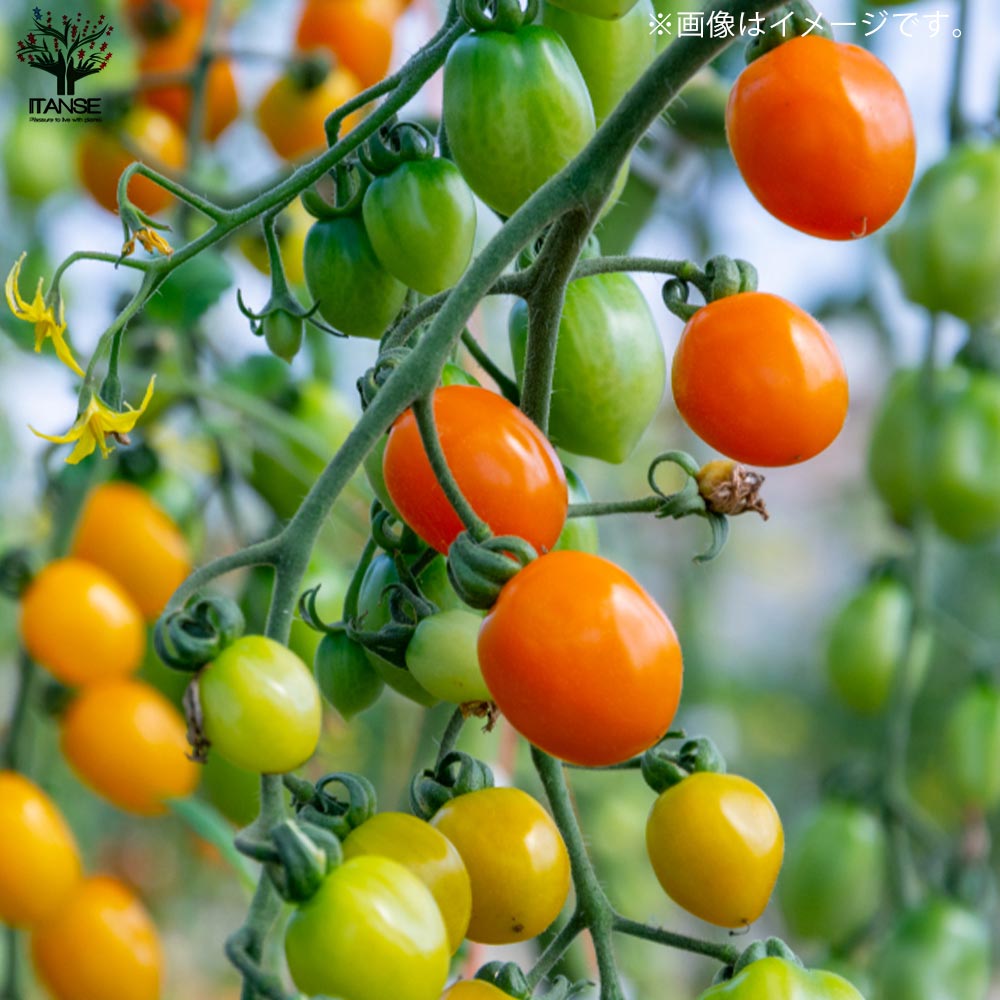 極甘ピッコラルージュ・ピッコラカナリア・トスカーナバイオレット各2個／合計6個セット ミニトマトの苗【10.5cmポット 自根苗】