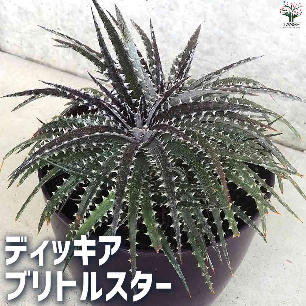 ディッキア ブリトルスター 【庭木 5号鉢】