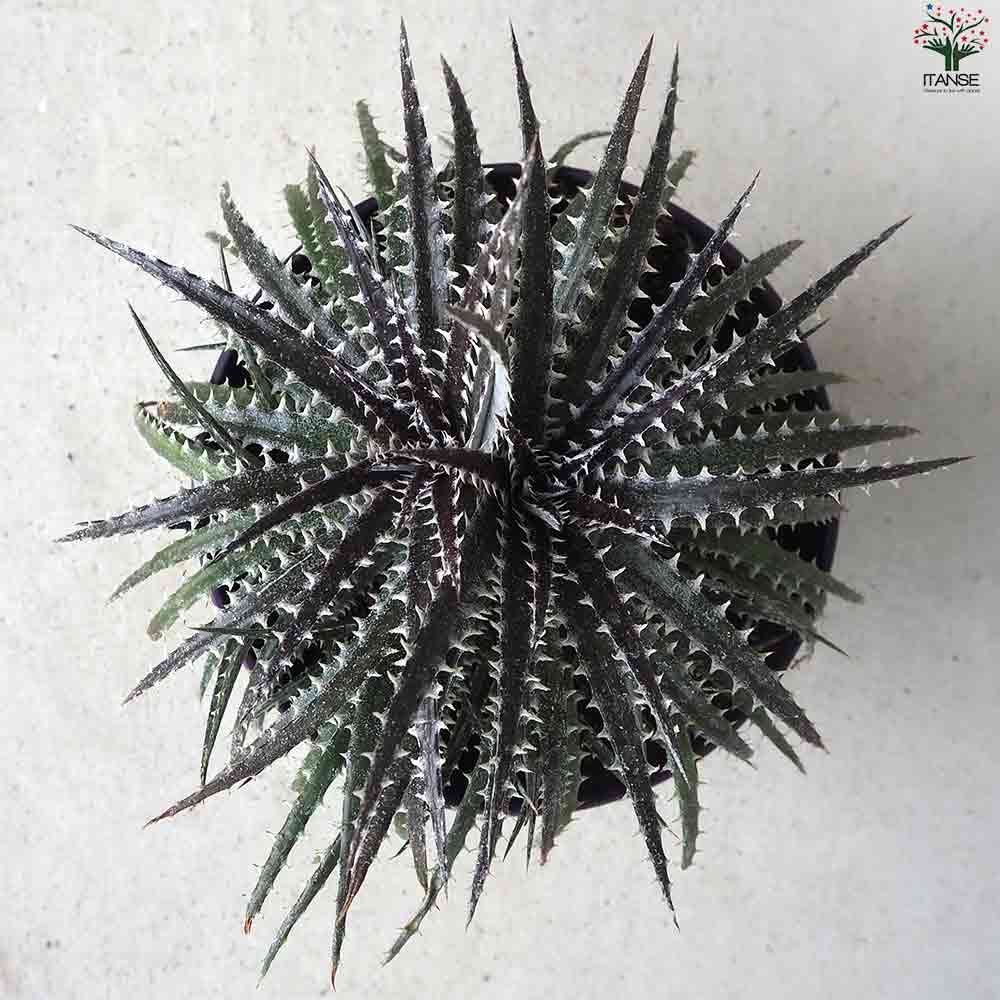 ディッキア ブリトルスター 【庭木 5号鉢】