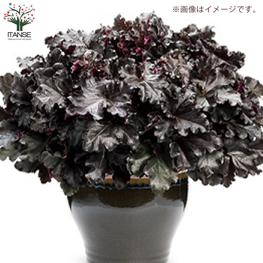 ヒューケラ・ドルチェ ブラックジェイド 【花苗 10.5cmポット苗 カラー ヒューケラ 秋 10.5cm ドルチェシリーズ