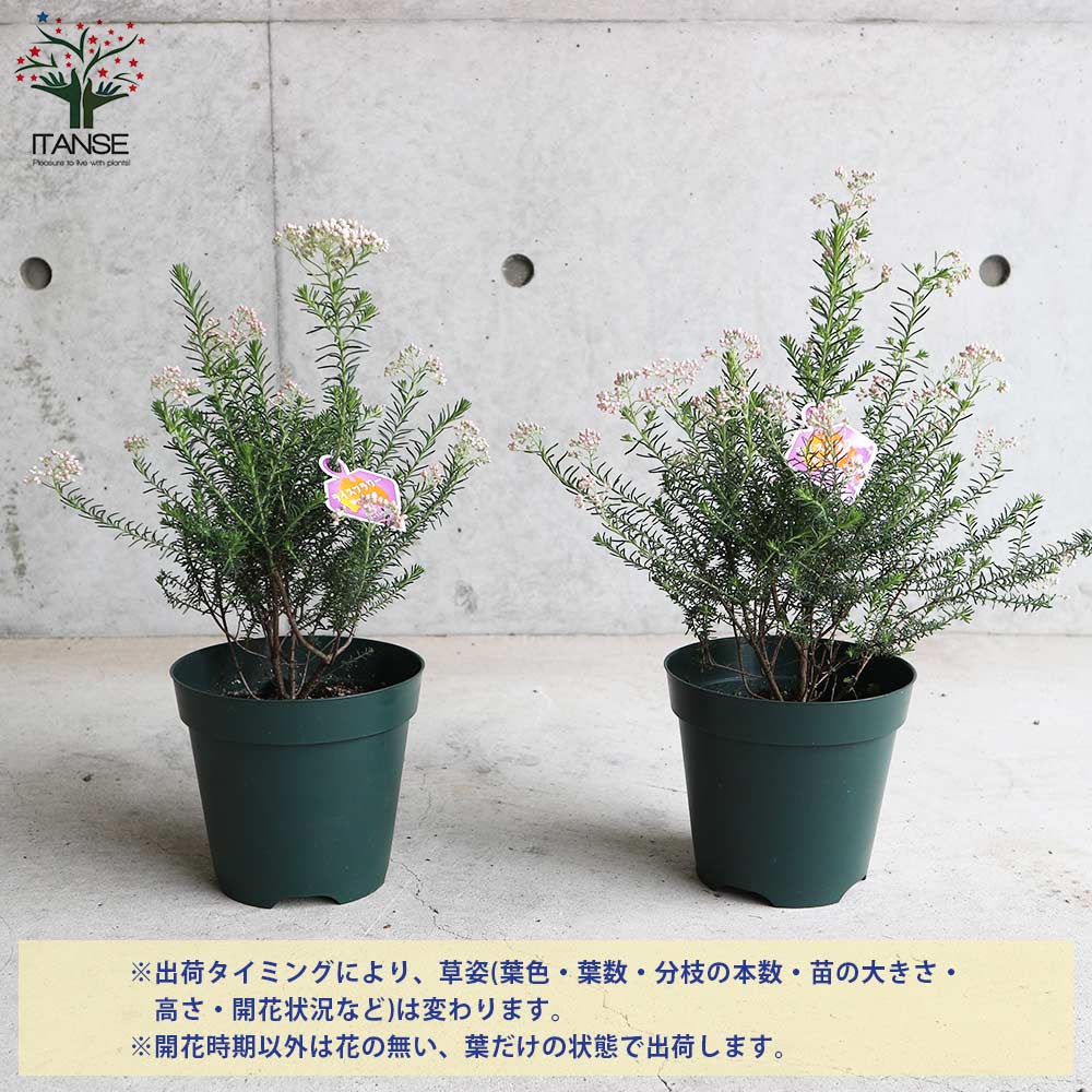 ライスフラワー 【花苗 5号鉢】｜ 【植物のITANSE】全品送料無料