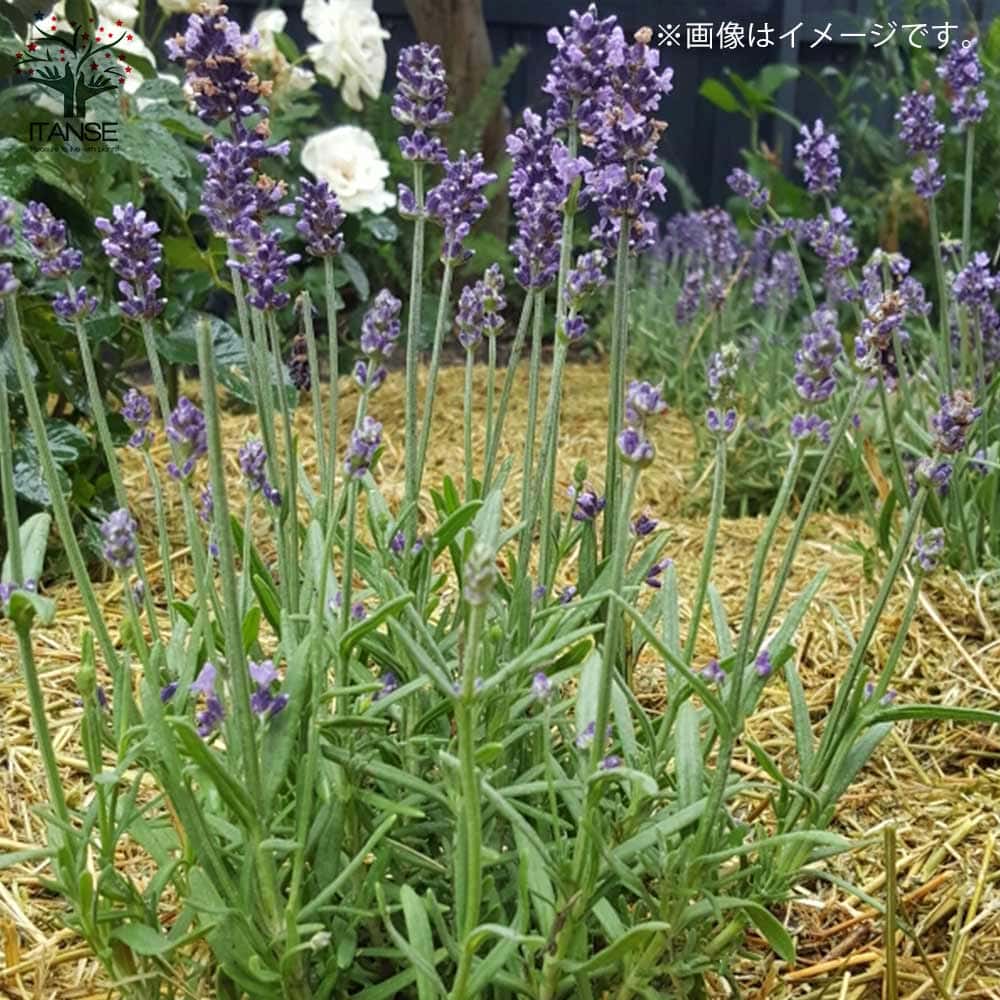 ラベンダー センティヴィアブルー 【ハーブの苗】 センティビア ブルー