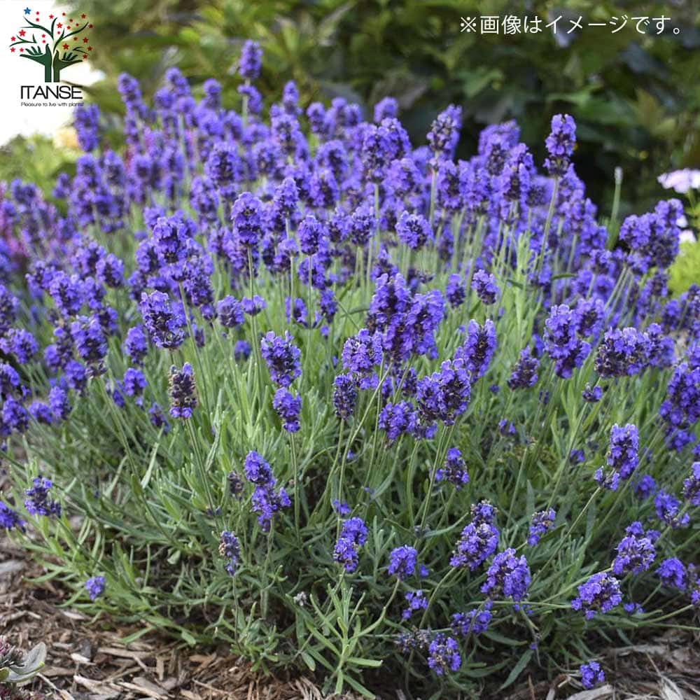 パープル　ラベンダー ラベンダー センティヴィアブルー 【ハーブの苗】 センティビア ブルー