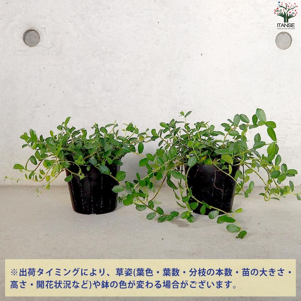 つる性ガジュマル【観葉植物 3号ポット】