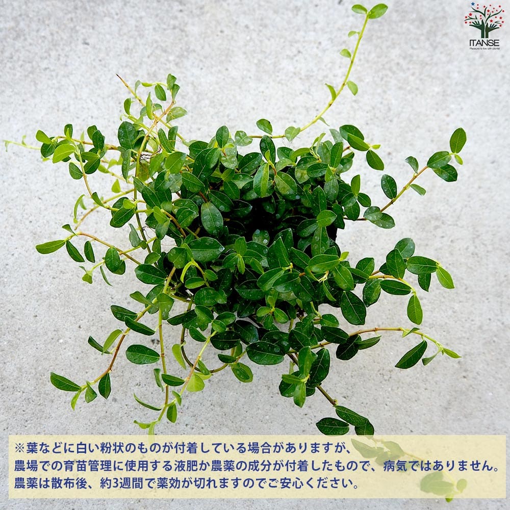 つる性ガジュマル【観葉植物 3号ポット】