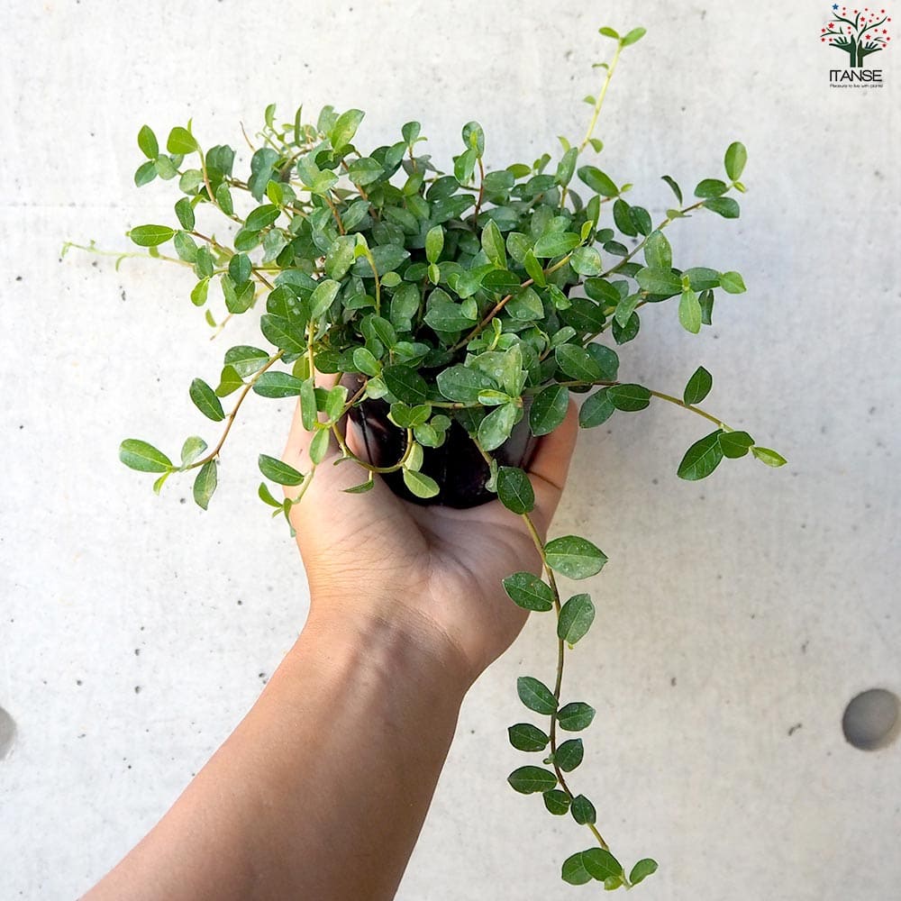 つる性ガジュマル【観葉植物 3号ポット】