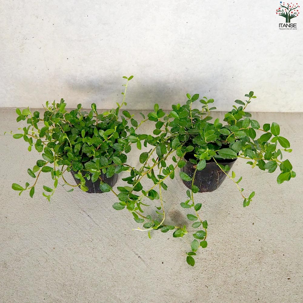 つる性ガジュマル【観葉植物 3号ポット】