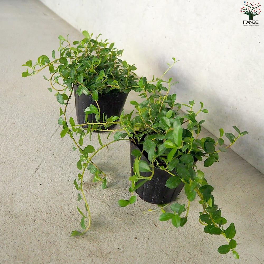 つる性ガジュマル【観葉植物 3号ポット】