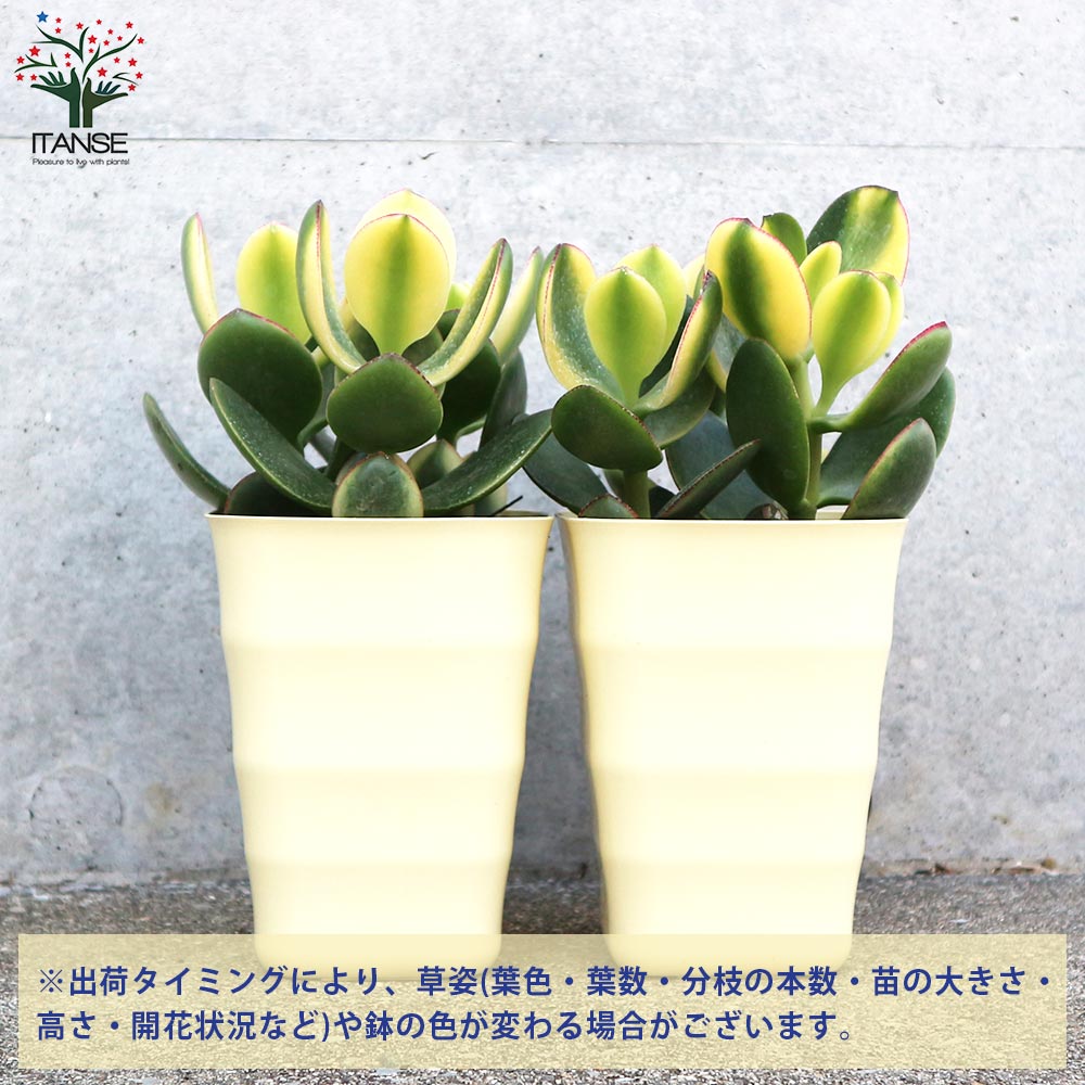 クラッスラ・黄金花月【多肉植物 4号鉢】｜ 【植物のITANSE