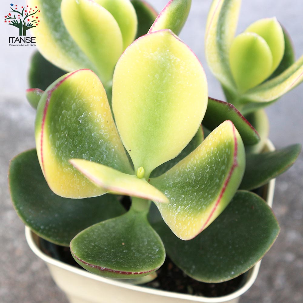 黄金花月　金のなる木　月下美人　多肉植物　観葉植物　鉢付き　☆早い者勝ち☆ 黄金花月 金のなる木 月下美人 多肉植物 観葉植物 鉢付き ☆早い