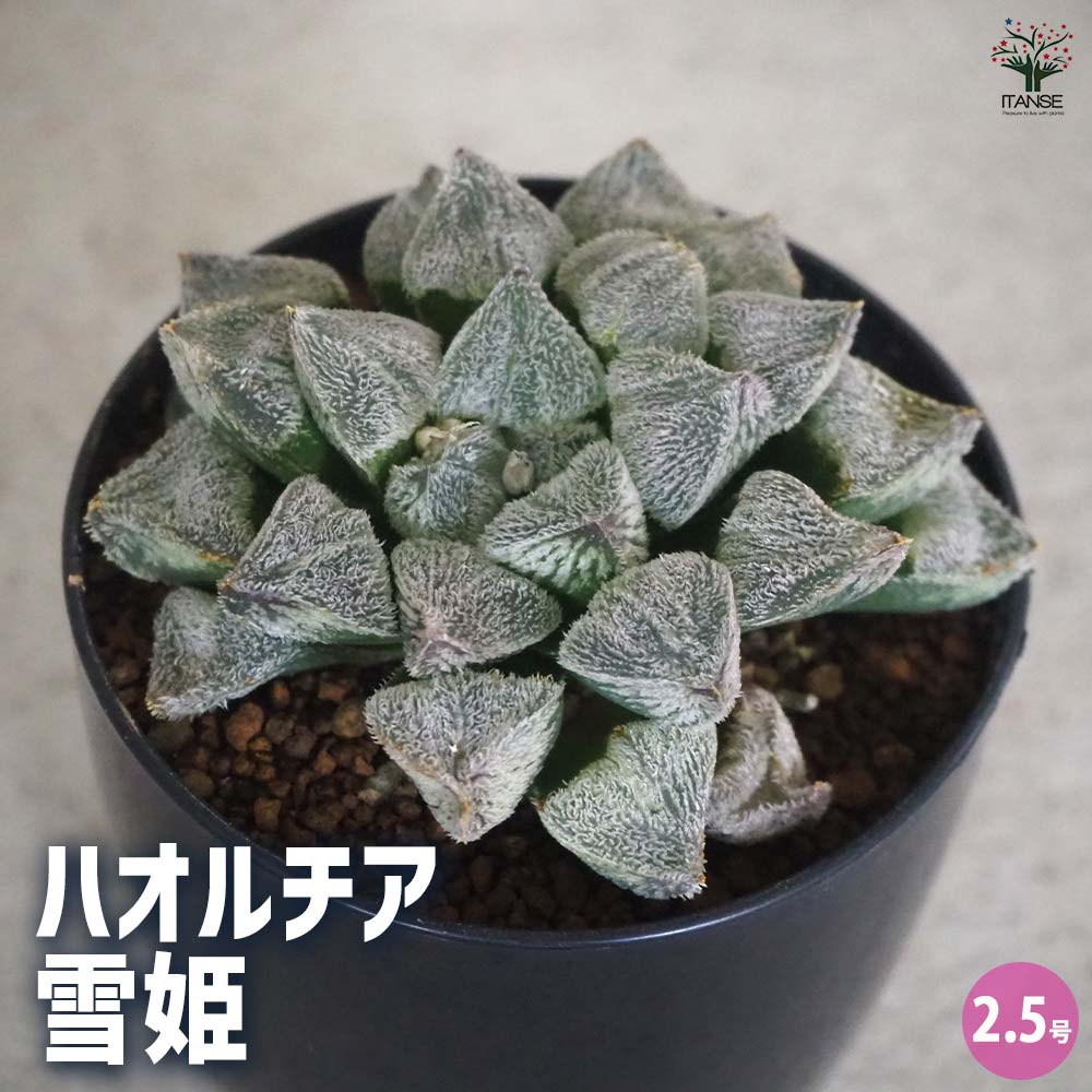 ハオルチア(青) 雪姫 【多肉植物 2.5号ポット／1個売り】｜ 【植物の